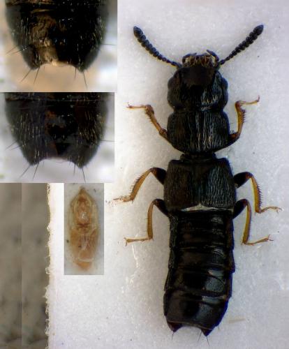Réf. 277 973 : Anotylus inustus